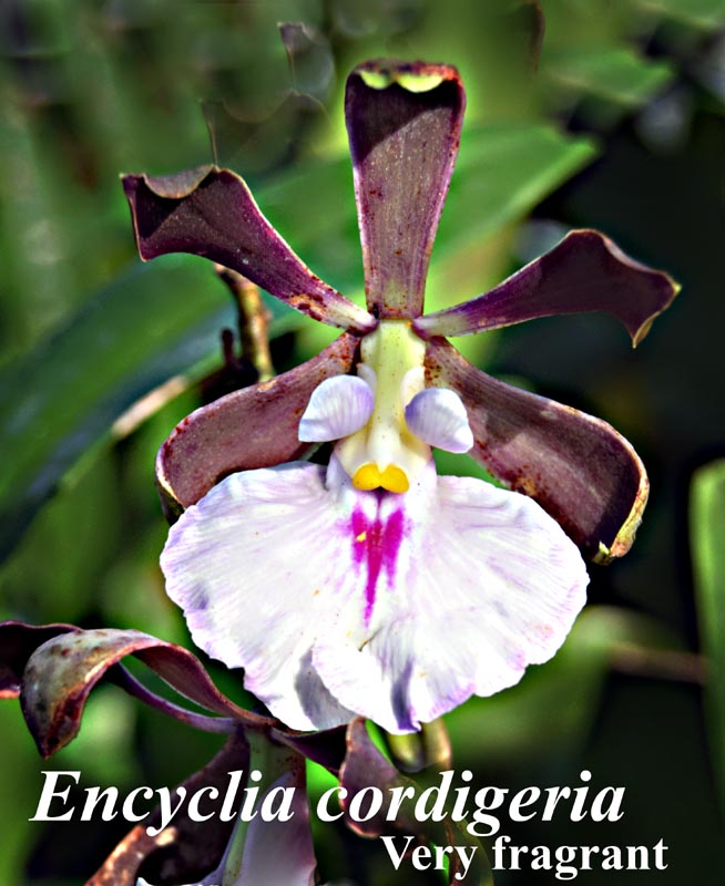 E. cordigeria